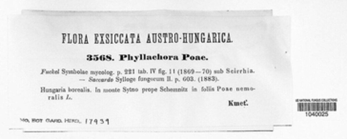 Phyllachora graminis image